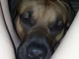 Gay Horse Zoophilia Porn