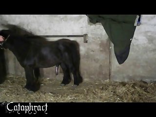 Porn Video Animal