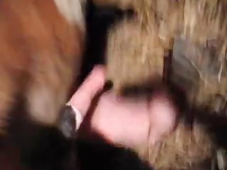 Animal Porn Cow