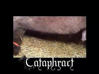 Free Animal Porn
