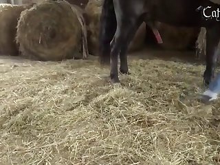 Animal Cartoon Porn