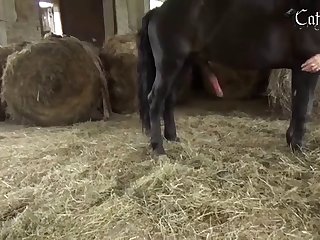 Animal Cartoon Porn
