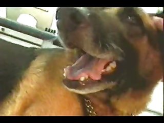 Video Porno Brasileiro Animal