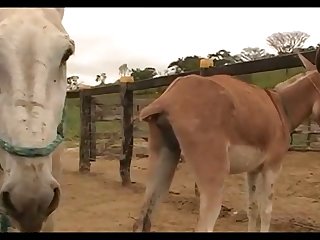Donkeys Bena's Farm 01