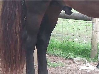 Stallion Loving