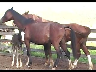 Stallion Attack