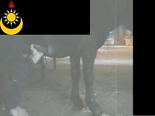 Ponymasturbation