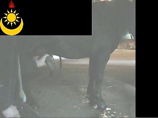 Ponymasturbation