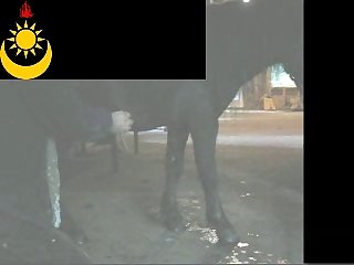 Ponymasturbation