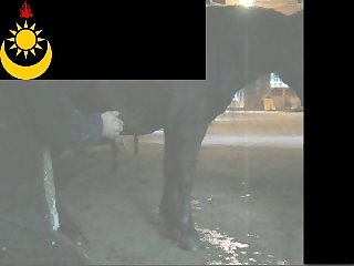 Ponymasturbation