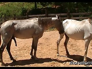 Vt06022016 Stallion 007 Vs Mare Lua Sc 02