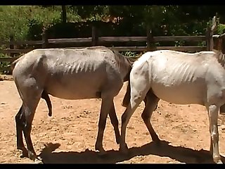Vt06022016 Stallion 007 Vs Mare Lua Sc 02