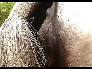 Vt06022016 Stallion 007 Vs Mare Lua Sc 02