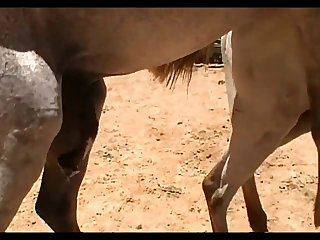 Vt06022016 Stallion 007 Vs Mare Lua Sc 02
