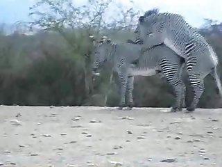 Zebra Climax Deshaked