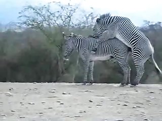 Zebra Climax Deshaked