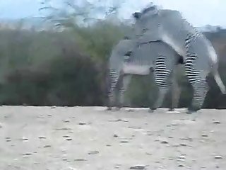 Zebra Climax Deshaked