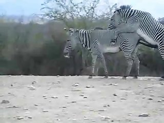 Zebra Climax Deshaked