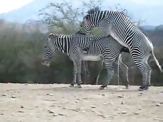 Zebra Climax Deshaked