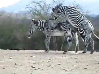 Zebra Climax Deshaked