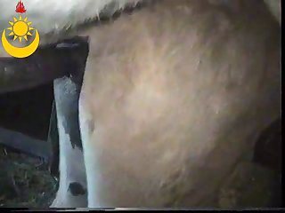 Gay Donkey