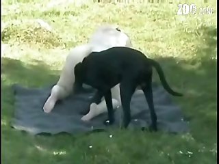 French Girl Dog Porn