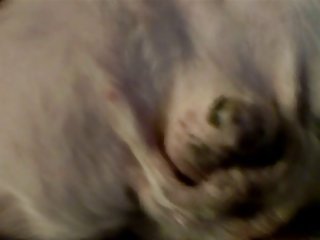 Dog Porn Anal Gay