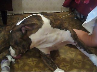 Animal Sex With Other