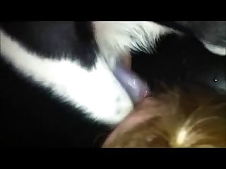 Animal Sex Definition