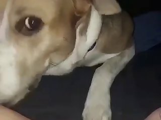 Great Animal Sex