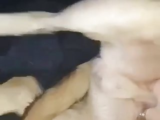 Great Animal Sex