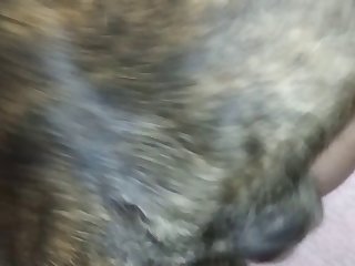 Animal Sex Weman