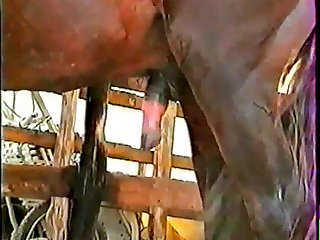 Desi Animal Sex Porn