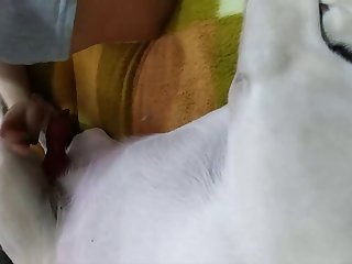 Teen And Animal Sex Videos