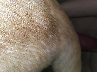 Teen And Animal Sex Videos