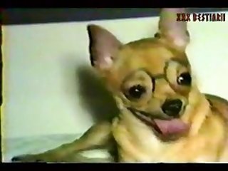 Animal Sex Compilation Xxx