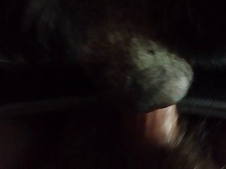 Walter Dog Porn