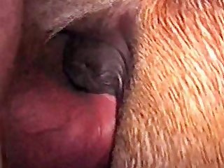 Big Horse Dick Zoo Porn