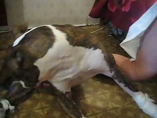 Videos De Sexo Con Animales