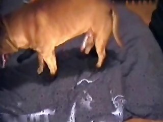 Slut Wife Fucks dogsIn Public While Husband Films