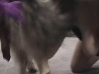 Dog Play