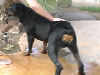 Pool Dog