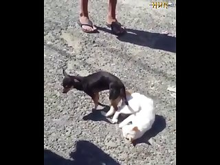 2.dog And Cat Knotted