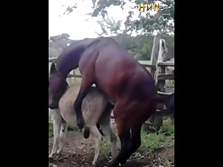 37.horse Fucking Donkey
