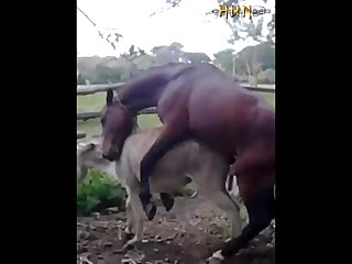 37.horse Fucking Donkey