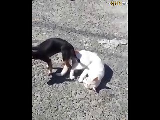 2.dog And Cat Knotted