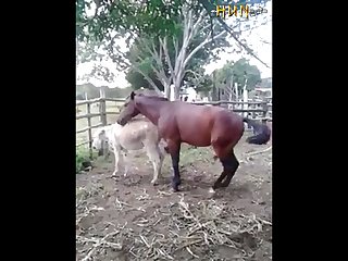 37.horse Fucking Donkey