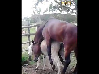 37.horse Fucking Donkey