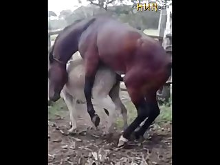 37.horse Fucking Donkey