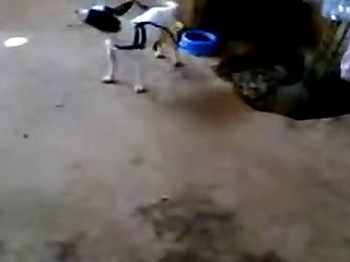 11.dog Knotted To Cat